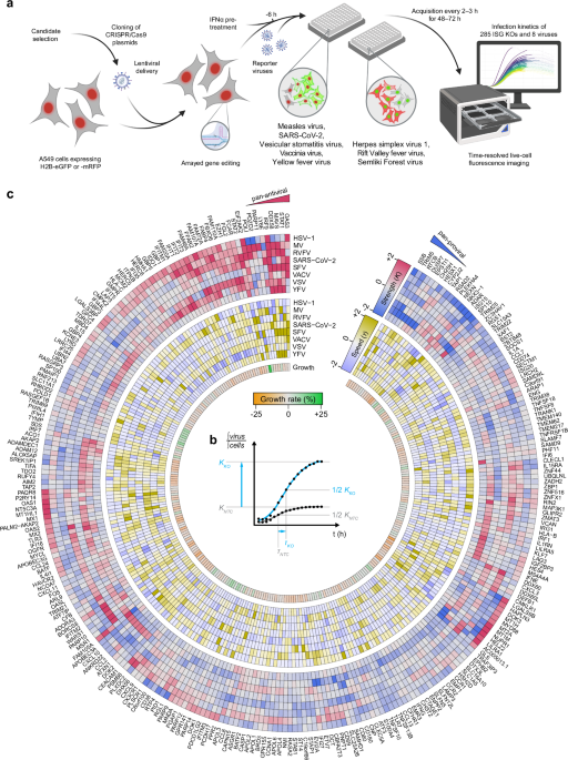 The ISG Atlas: a loss-of-function analysis characterizes antiviral properties of interferon stimulated genes