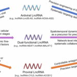 The Janus face of host LncRNA in viral infections: Defender or collaborator?