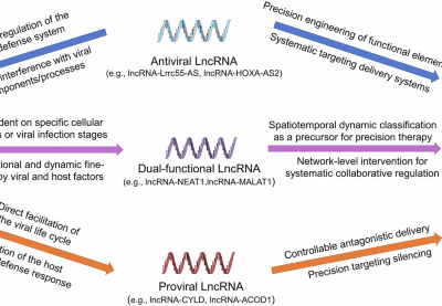 The Janus face of host LncRNA in viral infections: Defender or collaborator?