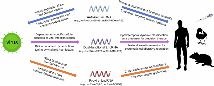 The Janus face of host LncRNA in viral infections: Defender or collaborator?