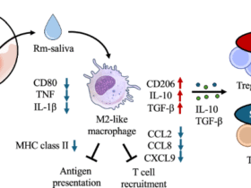Tick saliva reprograms macrophages into immunosuppressive hubs that regulate T-cell immunity in Rhipicephalus microplus infestation