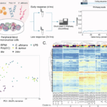 Transcription-based identification of uncharacterized genes in the human immune response
