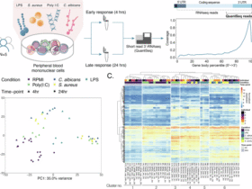 Transcription-based identification of uncharacterized genes in the human immune response