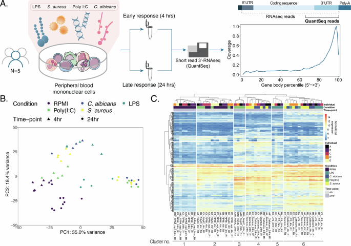 Transcription-based identification of uncharacterized genes in the human immune response