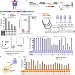 Whole-protein screening and multi-modal profiling of antigen-specific CD4+ T cells at single-cell resolution