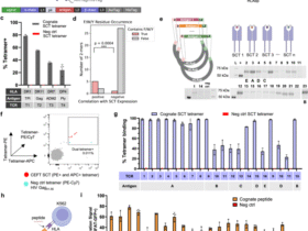 Whole-protein screening and multi-modal profiling of antigen-specific CD4+ T cells at single-cell resolution
