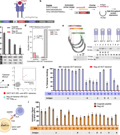 Whole-protein screening and multi-modal profiling of antigen-specific CD4+ T cells at single-cell resolution