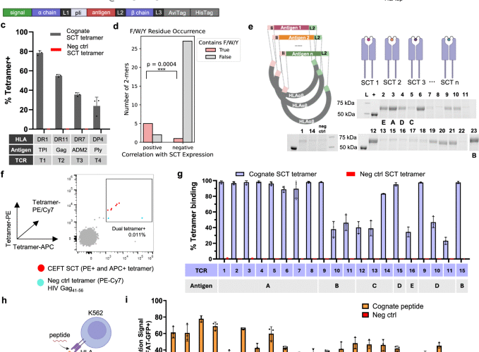 Whole-protein screening and multi-modal profiling of antigen-specific CD4+ T cells at single-cell resolution
