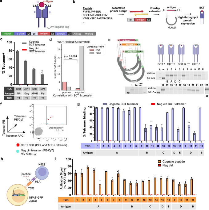 Whole-protein screening and multi-modal profiling of antigen-specific CD4+ T cells at single-cell resolution