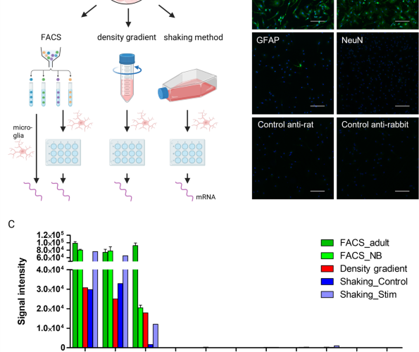 Reconstituting central nervous system niche cues partially restores homeostatic-like features in cultured murine primary microglia