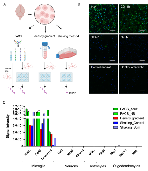 Reconstituting central nervous system niche cues partially restores homeostatic-like features in cultured murine primary microglia