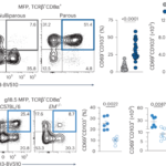 Tissue-resident CD8+ T cells link pregnancy to breast cancer protection