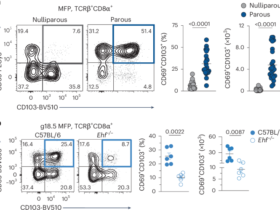 Tissue-resident CD8+ T cells link pregnancy to breast cancer protection