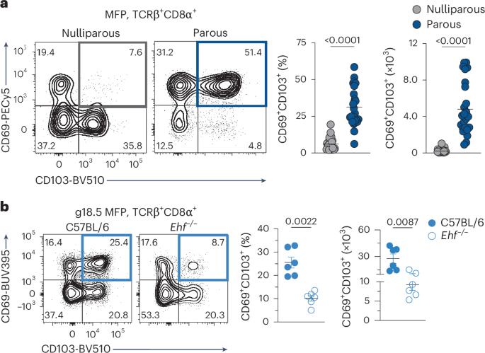 Tissue-resident CD8+ T cells link pregnancy to breast cancer protection